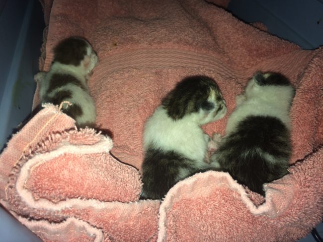 They left the tiny tykes, hoping that mom would return, but she never resumed her motherly duties. So they gathered the four cuties up -- three were still tangled in umbilical cords -- and brought them to the vet.