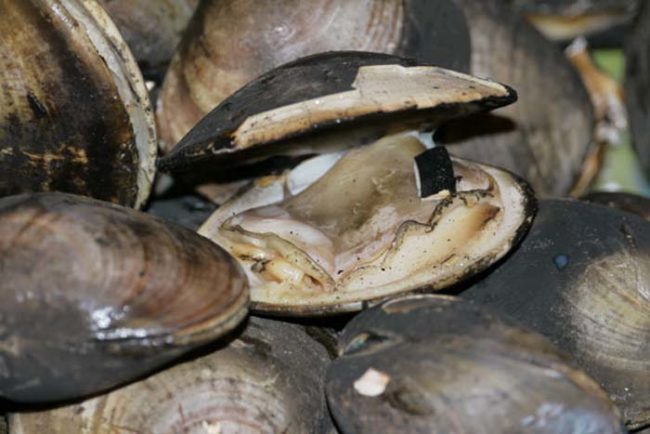 If baby clams are found on North Korean dinner plates, it's seen as a sign of good luck!