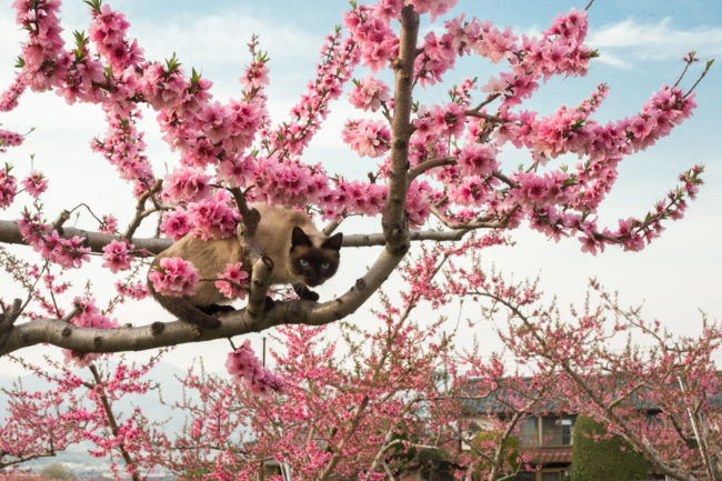 "Get in the tree, they said. It will look totally natural, they said."