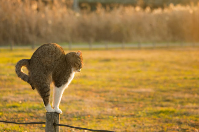 If you've ever posed for an Instagram outfit photo, you know this cat's struggle.