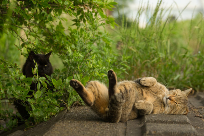 "It's noon. Maybe you should get up. Just a thought."