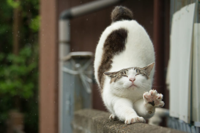 Nothing like a little yoga...or some pre-nap stretching. Either one.