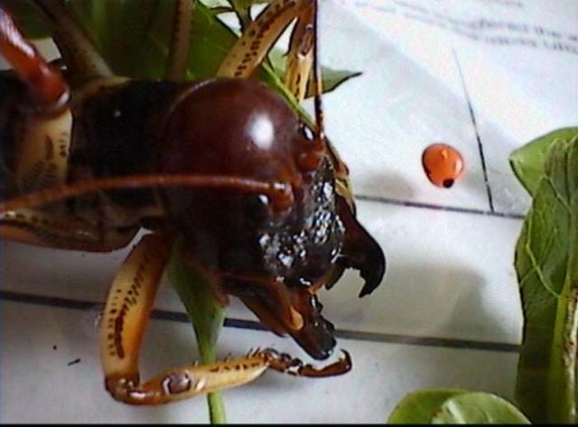 Most of them have powerful and fearsome-looking mandibles, as you can see in the picture below.