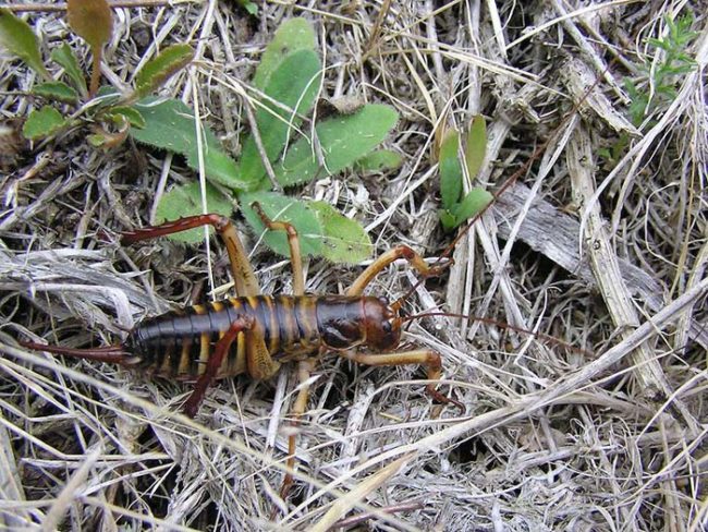 Wetas are among the largest insects in the animal kingdom. Up close, they look a lot like mutant grasshoppers. Multiple species of these creepy bugs can be found in different regions across New Zealand.