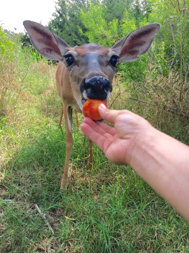 They kept seeing her snacking on their peach trees so they named her Peaches!