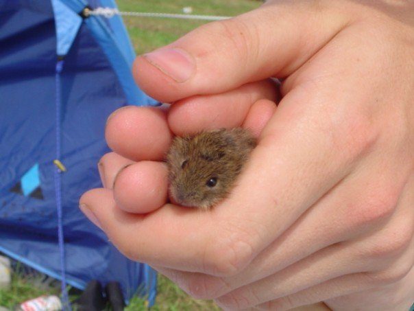 This little guy took up residence in someone's shoe on a camping trip!