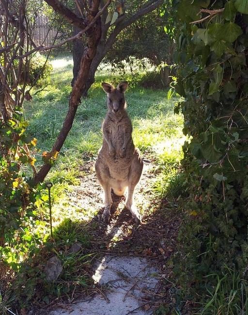 "G'day, mate!"