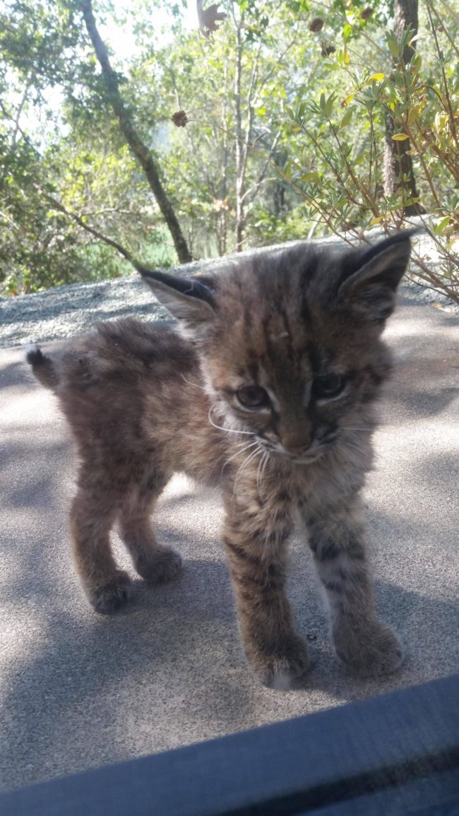 Baby. Bobcat. Oh, holy cuteness!