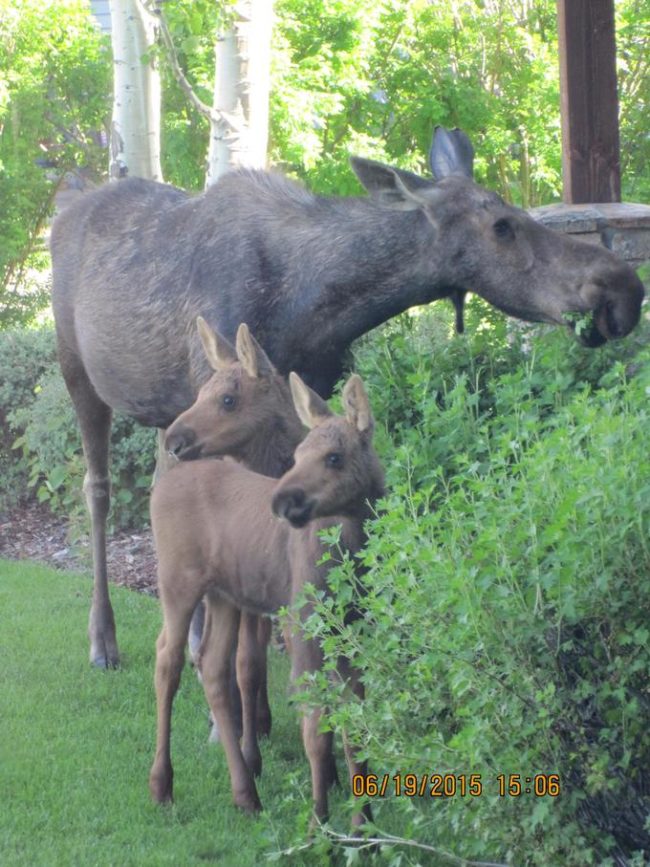 I live in Maine and NEVER has this happened in my backyard. I feel cheated.