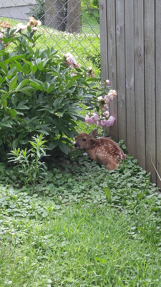 If mom doesn't come back, I'd be happy to foster you!