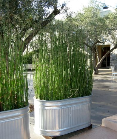 Galvanized tubs + tall grass = sweet, sweet <a href="http://davesgarden.com/guides/pf/showimage/176884/" target="_blank">privacy</a>.