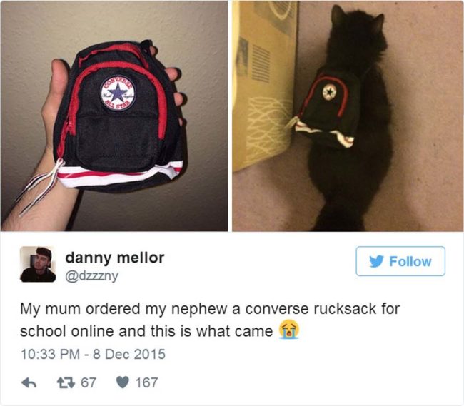 At least the cat seemed to like this tiny backpack.