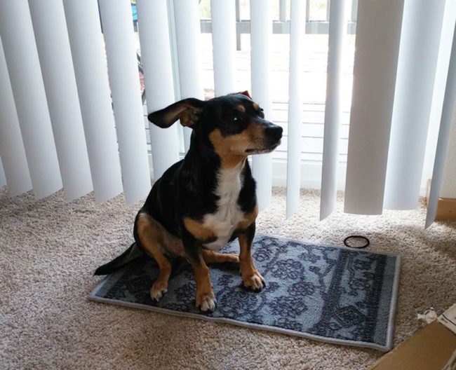 Sure, the humans can't use the rug...but the dog can!