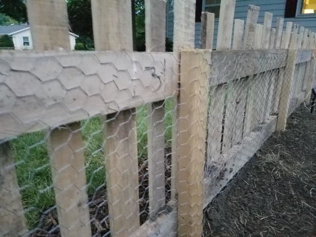 When it came time to add the chicken wire, first he buried it and then stapled it to the pallets on the inside.