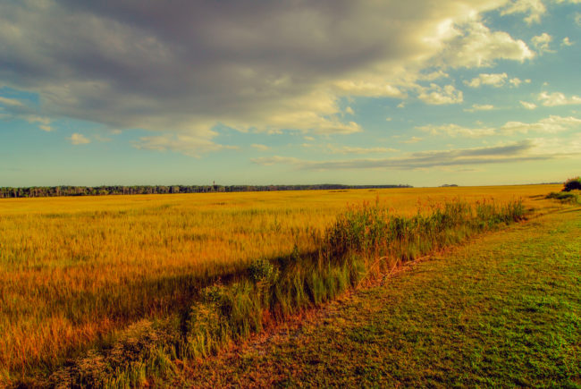 This is Assateague. The barrier island sits in both Virginia and Maryland. But that's not what makes it so special.