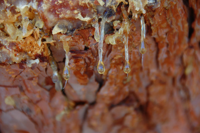 Come spring -- and summer and fall, for that matter -- trees have the annoying tendency to drip sap on your car. 