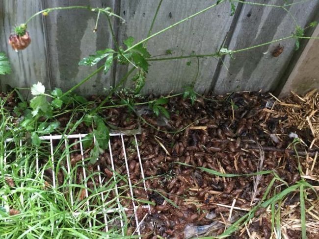 There are mounds of cicada shells at the base of seemingly every structure.