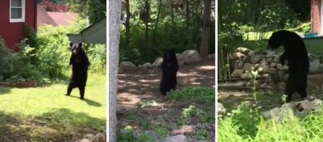 If you'd like to keep tabs on the big black bear, follow him on <a href="https://www.facebook.com/Pedals-The-Injured-Bipedal-Bear-409305652604304/?fref=nf" target="_blank">Facebook</a>.