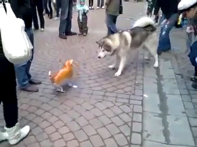 When this big husky came across a cat balloon that traipsed around on the ground, at first, he was ready to get into a knock-down, drag-out brawl.