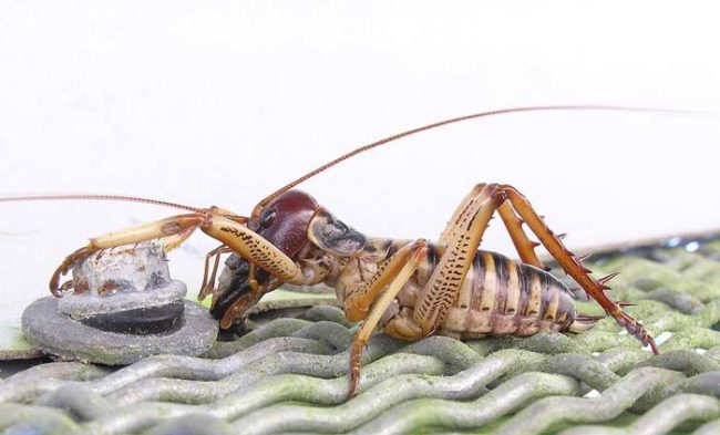 And one of those creatures is the terrifyingly large (but totally harmless) weta bug.