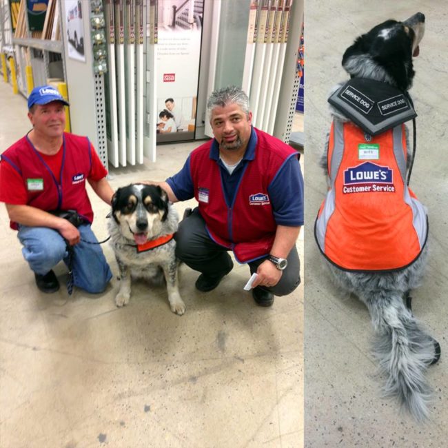 Upon learning about a job fair at a local Lowe's store in Regina, Saskatchewan, Lima and Blue decided to check it out. Much to his surprise, store managers didn't just accept his application. They went ahead and hired both of them!