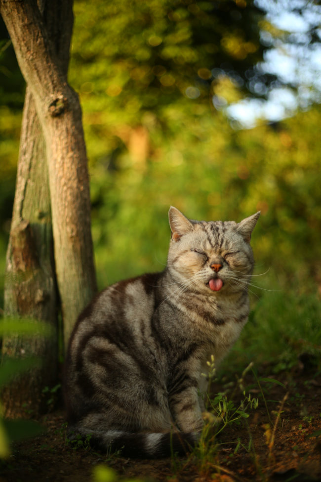 I'm going to go ahead and assume that Oki took this photo on a Monday morning before the cat had his coffee. I feel you, my man.