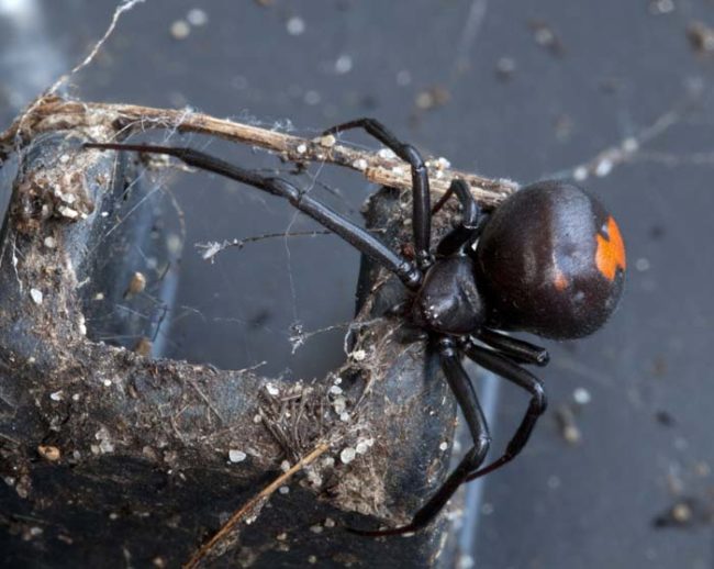 The redback spider is a poisonous arachnid that is closely related to the black widow. Even though there is an effective anti-venom available, experiencing a bite from one of these critters still hurts like hell.