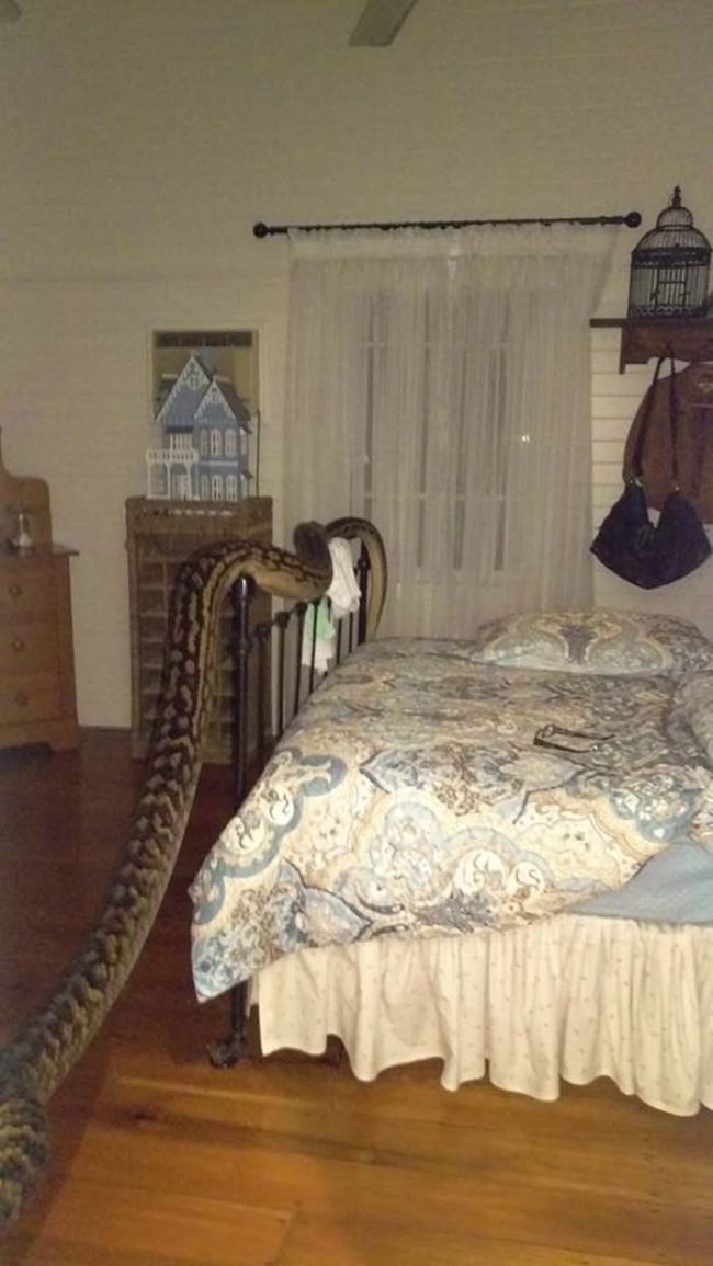 This is the scene that Trina Hibberd, from Mission Beach, Queensland, Australia, woke up to in her guest bedroom earlier this week. What you're seeing there is a 16-foot, 66-pound python invading her home!