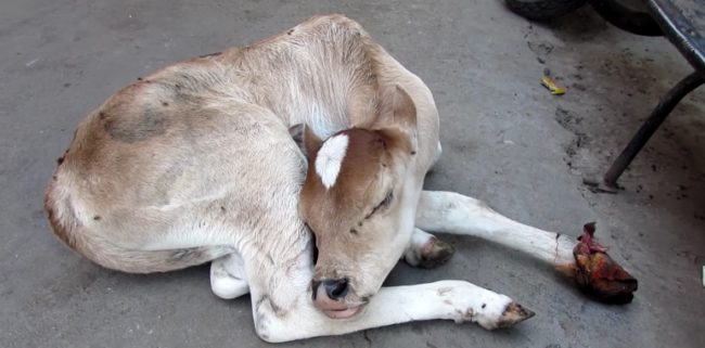 When they found this injured calf, they feared the worst for the little boy. Without the ability to walk, he would have surely perished on the streets.