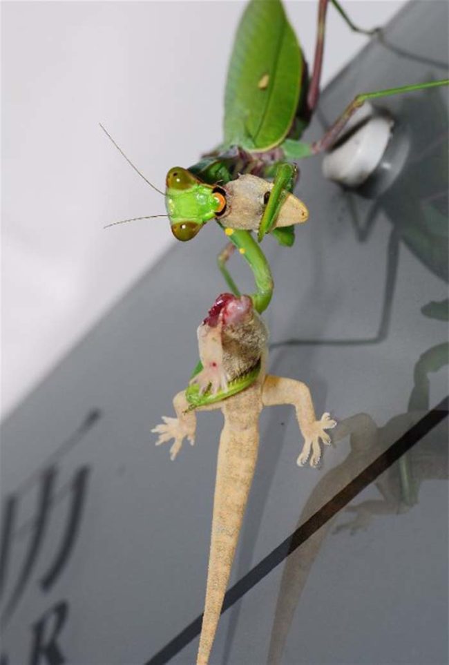When a praying mantis sets its sights on you, you don't stand a chance...especially if they catch you off guard, like this poor lizard.