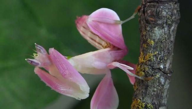 If you were quickly looking at one of these guys in their natural environment, you would never suspect that it was actually a mantis hunting for prey.