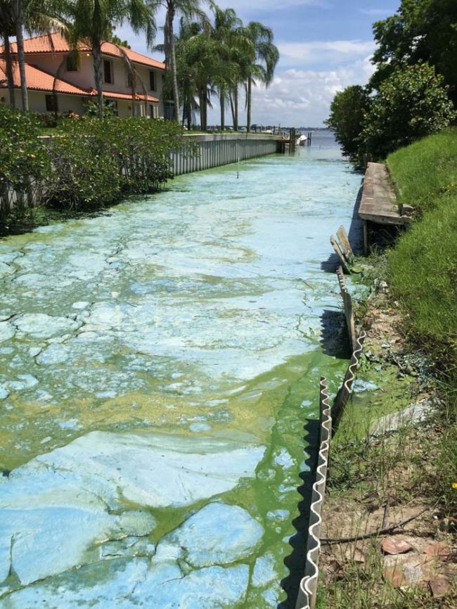 Sadly, massive algae blooms like this are becoming more common in many parts of the United States due to decreasing water regulations and a lack of oversight from local officials.