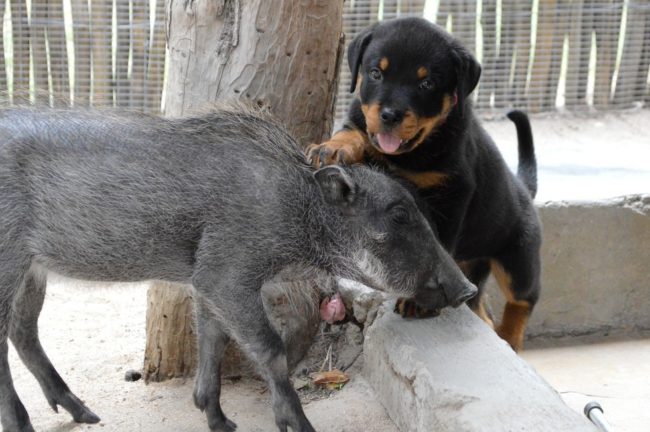 Nikita, a Rottweiler pup, was fascinated by what she probably thought was just a funny-looking dog. 