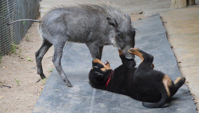 Even though Nikita herself was just a baby, she seemed to take on a maternal role in Piggy's life.