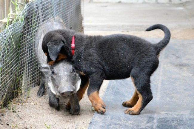 Merrifield said that the two of them loved nothing more than chasing each other around the property and protecting their respective places on the couch when they were little. 