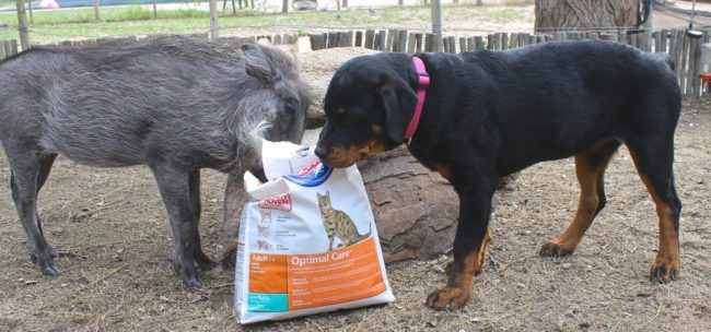 And they did so right up until Piggy was released to a reserve when he was strong enough to live on his own. Everyone who witnessed the growth of their adorable friendship knows that Nikita played a major role in her best friend's recovery.