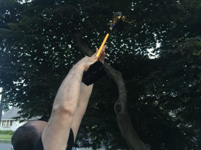 He reached up into the tree to capture something precious.