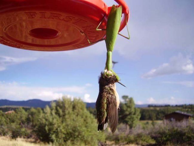 They don't discriminate on the basis of cuteness either. In some areas of the country, hummingbirds are on the praying mantis' menu.