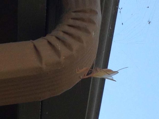 Eventually, every living thing meets its match. For this poor praying mantis, it happened to be the web of a rather large spider.