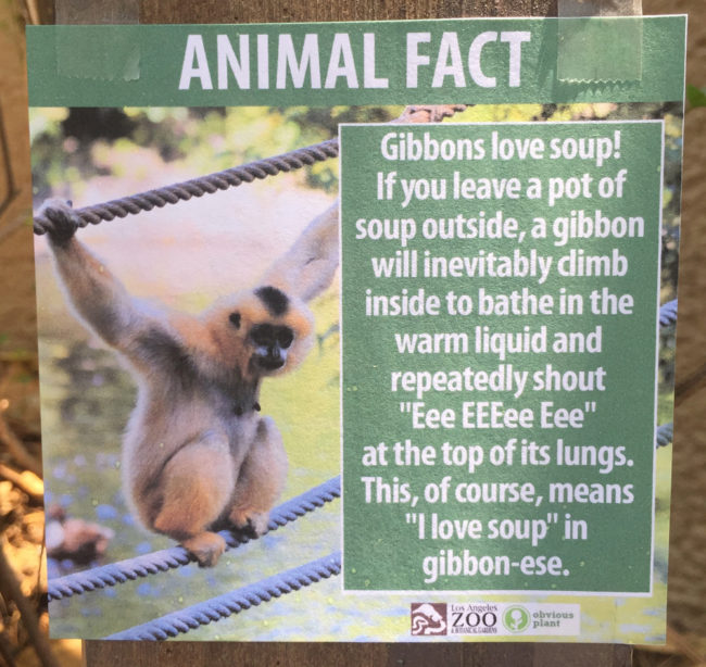 I should have studied gibbon-ese in high school. 