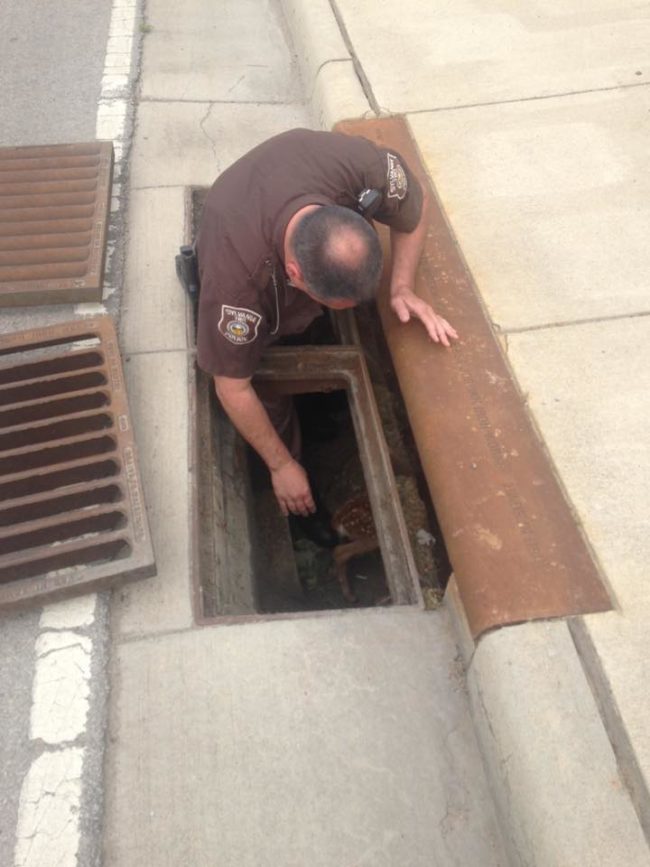 To reach him, Officer Shinaver removed the grate and stepped inside.