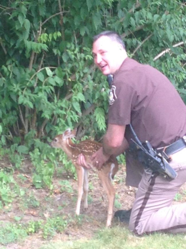 After that, it was finally time for the fawn to go home.