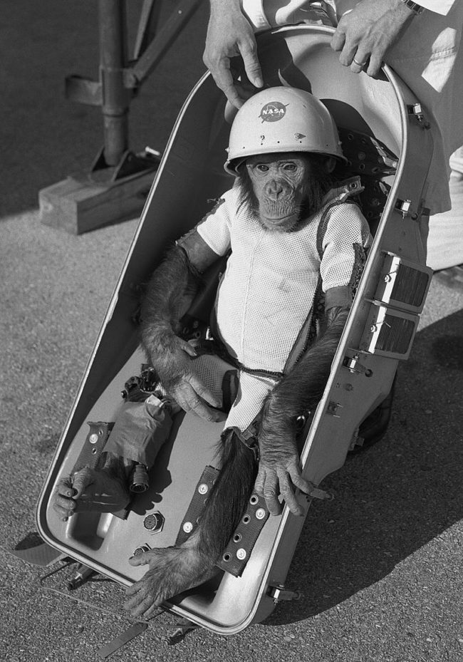 Ham the Chimp -- who became the first higher primate in space -- is shown wearing a space suit while being fitted into the couch of the Mercury-Redstone 2 capsule prior to its test flight, which was conducted on January 31, 1961.