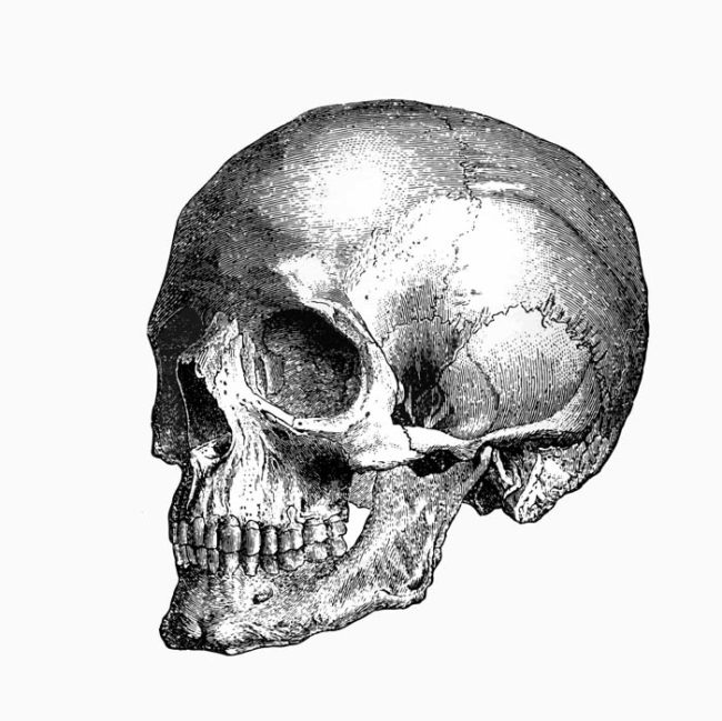 According to investigators, not all of the skulls were donated to science. Some probably came from archaeological digs or from police investigations.