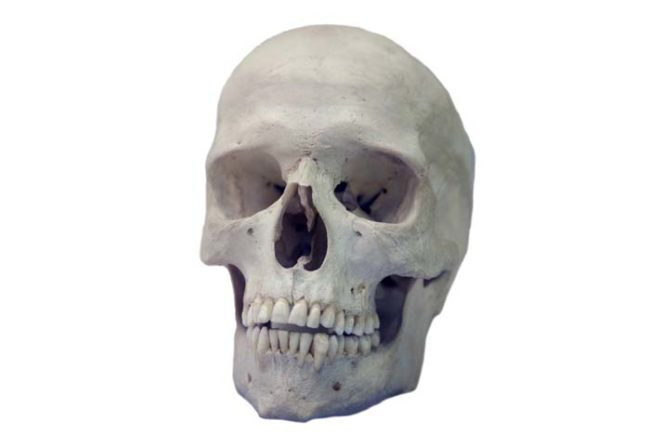 The majority of skulls for sale came from California, followed closely by Missouri.