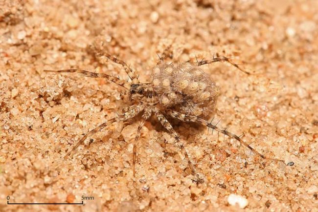 Wolf spiders are unique in the way that they carry and care for their young. After they're born, the young spiders all climb up on their mother's back for protection while they grow.