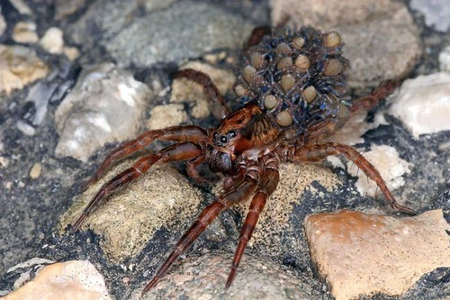 Luckily for JebusChrysler, wolf spiders rarely bite humans. They will only do so if they are provoked and even then, the effects of such bites are usually only swelling, mild pain, and itching.