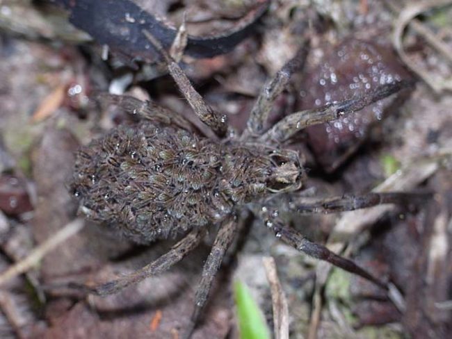 It was probably a wolf spider, like the one pictured below.