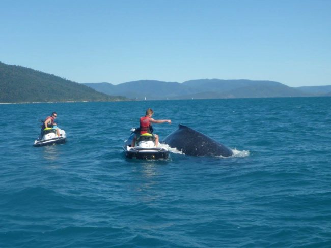 At one point the whale approached close enough to reach out and touch.