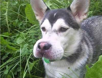 "I can't believe you dared me to eat that bee!"